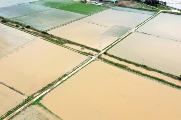 全南省的农田在周一遭遇暴雨后被淹没。(联合通讯社)